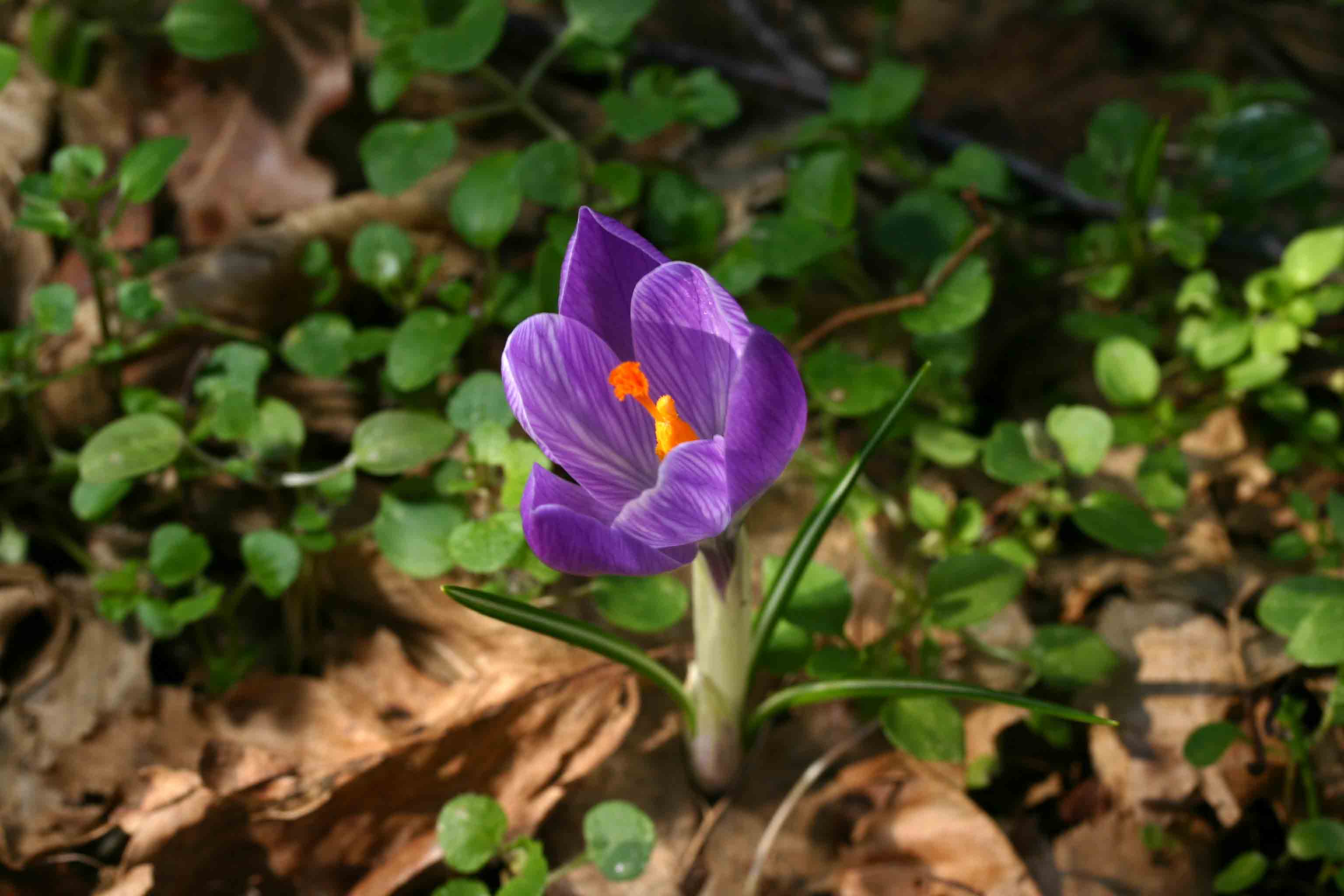 Crocus cfr. neapolitanus
